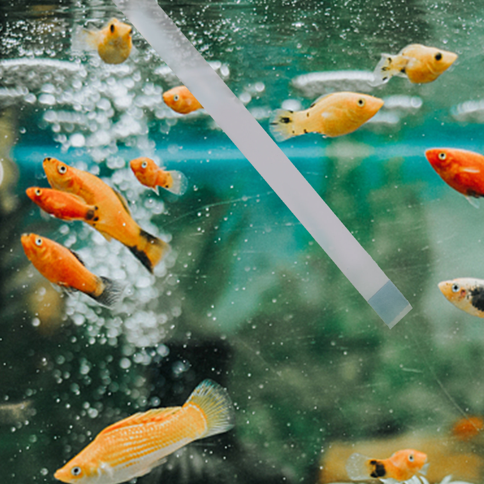 Aquarium Fish Quality - Tiras de Teste para Piscinas, Testadores