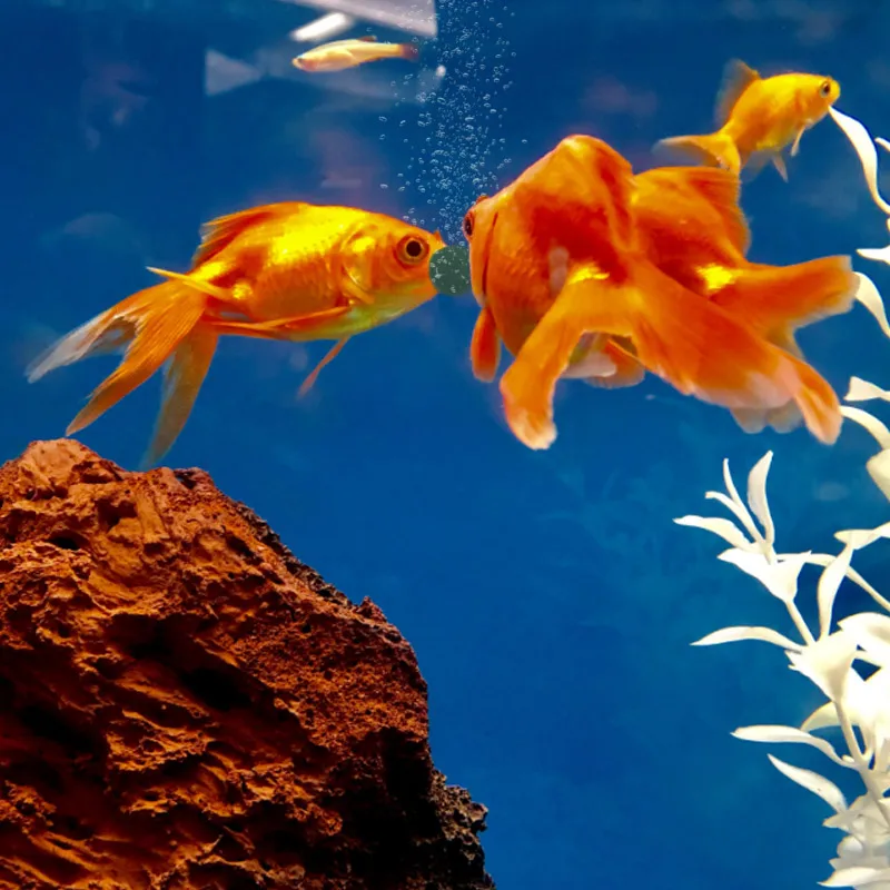100 pçs comprimidos de spiruli - Aquarium Fish Holiday Food avaliação e preço