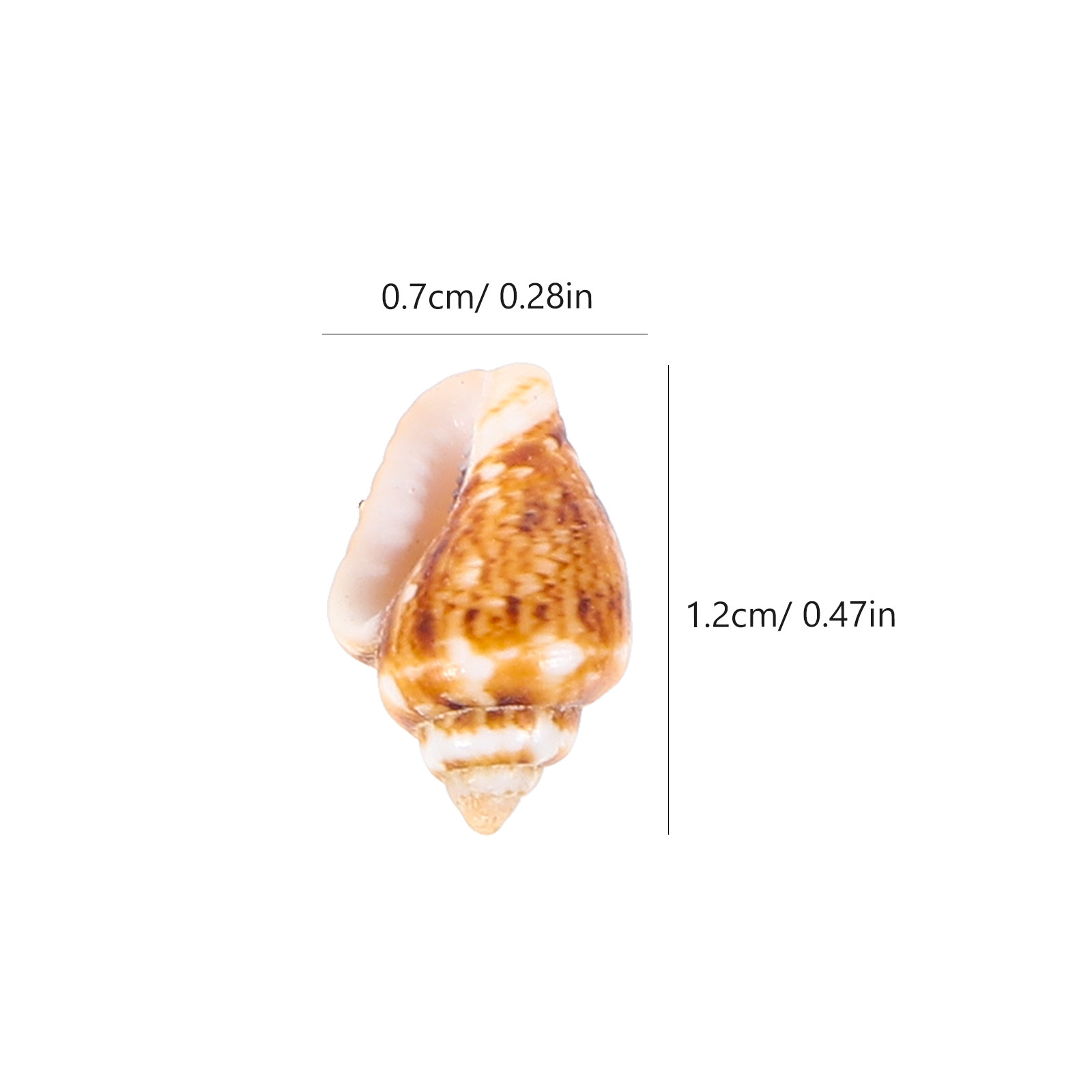 1 Caixa de Mini Conchas Natura - Box Fish In Aquarium avaliação e preço