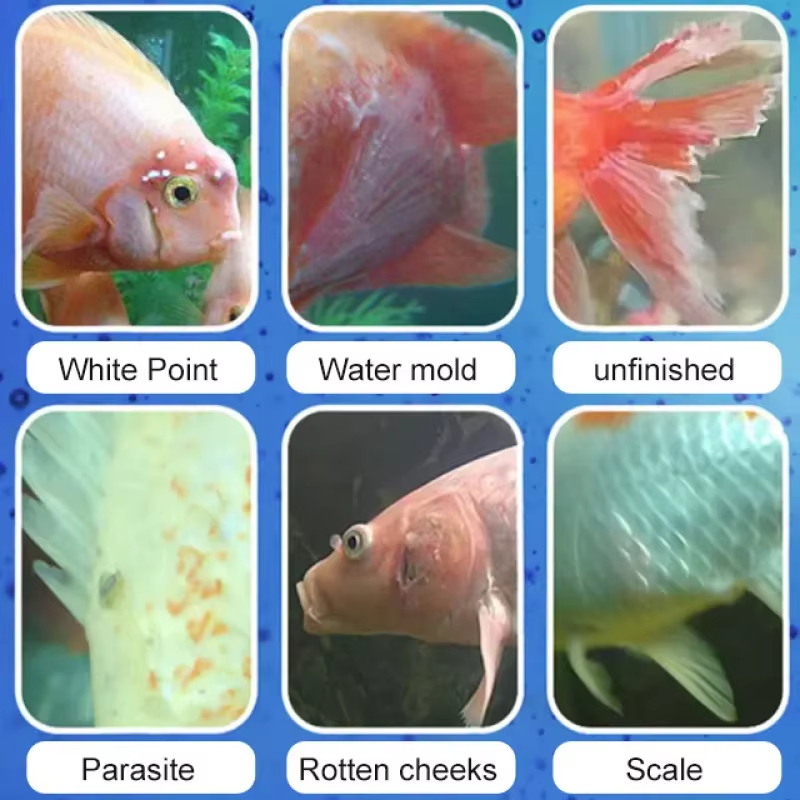 Tratamento de doenças de peixe - Aquarium Fish Quality avaliação e preço