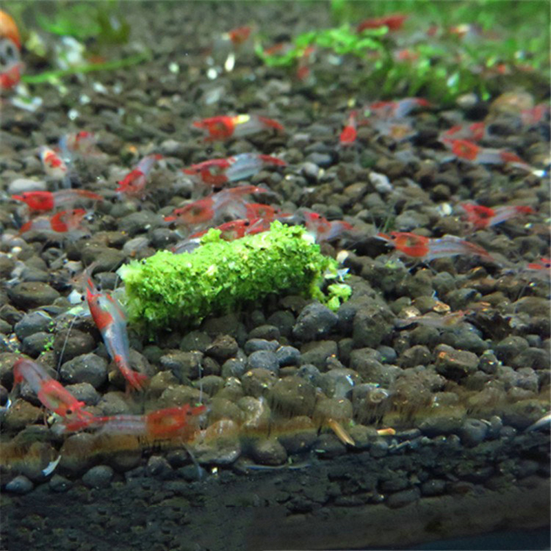 NOVO 1 Pacote 35g Alimento par - Aquarium Fish Holiday Food avaliação e preço